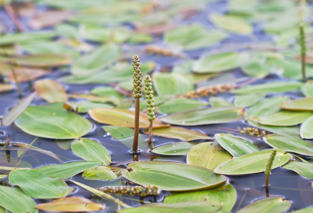 9 keer de beste zuurstofplanten voor je vijver